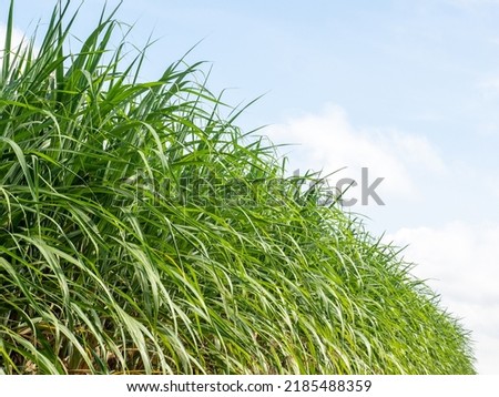 Sugarcane plantations,the agriculture tropical plant in Thailand