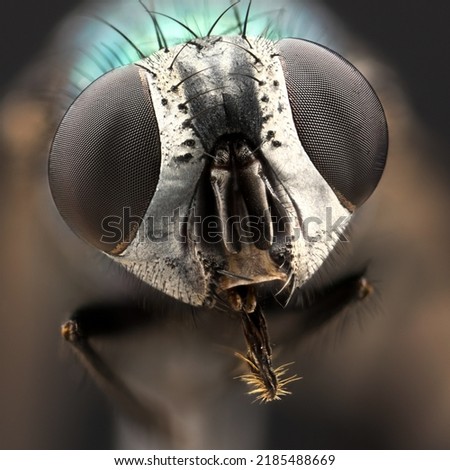 Extreme closeup of a fly, extreme macro (Focus stacking)