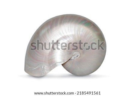 Image of pearl shell of a nautilus pompilius on a white background. Sea shells. Undersea Animals. Royalty-Free Stock Photo #2185491561