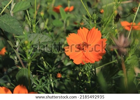 Beautiful flowers blooming among the leaves in a garden