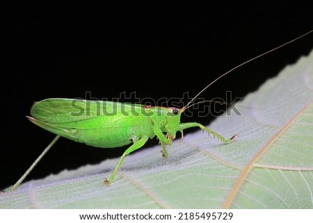Katydid nymphs in the wild, North China Royalty-Free Stock Photo #2185495729