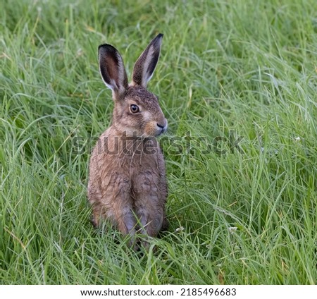 Hares in the wild Yorkshire England