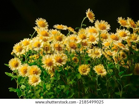 beautiful white-yellow flowers for the background.autumn white-yellow flowers on a dark background