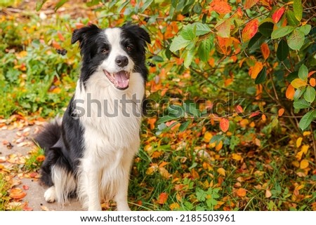 Funny smiling puppy dog border collie sitting on fall colorful foliage background in park outdoor. Dog on walking in autumn day. Hello Autumn cold weather concept Royalty-Free Stock Photo #2185503961