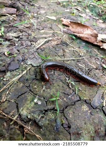 Milipedes or Centipedes walking on the ground. Milipedes or Centipedes are arthropods that have two pairs of legs per segment Royalty-Free Stock Photo #2185508779