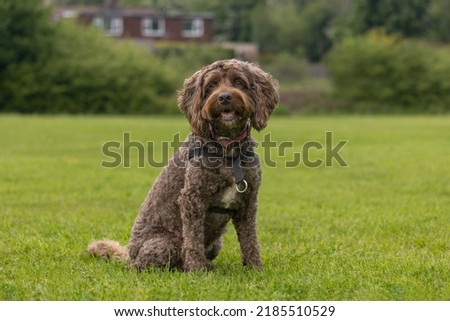 Brown cockapoo wearing dog collar and harness sitting on the grass in a public park