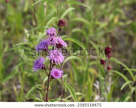 Soft purple fluffy buttons Meadow Blazing Star Royalty-Free Stock Photo #2185518475