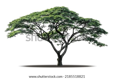Tree isolated on white background with clipping path, Realistic with shadow environment, Tropical tree cut out high quality for advertising design and graphic decoration, Nature element single object Royalty-Free Stock Photo #2185518821