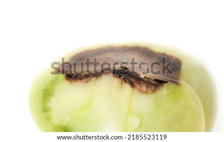 Close up of blossom end rot disease on tomato. Isolated cross-section of unripe roadster tomato with rotten brown section from lack of calcium.  White background. Selective focus. Royalty-Free Stock Photo #2185523119