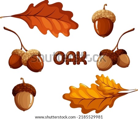 Set of acorns and oak leaves Royalty-Free Stock Photo #2185529981