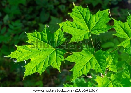Close up of Acer platanoides, Norway maple, with sunlit new leaves on dark background. Image with selective focus and shallow depth of field.
