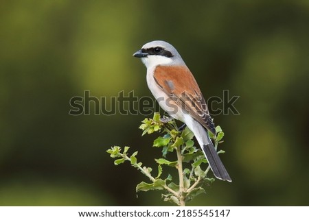 A male red-backed shrike in the Spanish pre-Pyrenees in summer Royalty-Free Stock Photo #2185545147