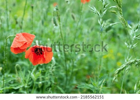 Blurred image of poppy flowers on the background of the meadow after the rain. Natural background.