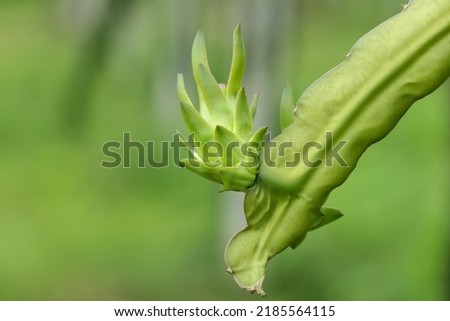 Healthy Fruit, Pitaya Tropical Plant.