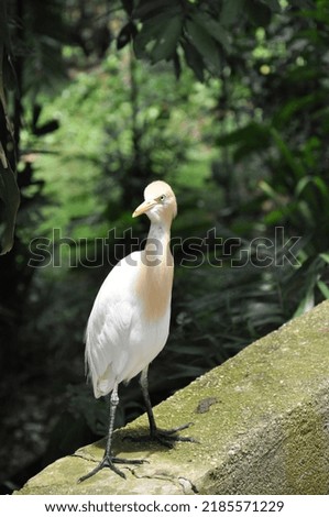 WHITE BIRD AT THE BIRD PARK WHILE HOLIDAYS IN MALAYSIA