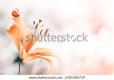 Pink coral lily flower and butterfly on it on pink nature background. Delicate artistic image. Copy space.