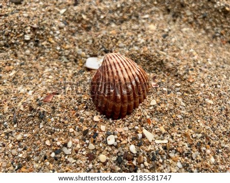 Seashell on a sandy beach