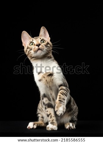 Portrait of a bengal kitten on black background, studio shot