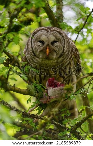Barred Owl caught a squirrel as dinner, they are large, stocky owls with rounded heads, no ear tufts, and medium length, rounded tails.