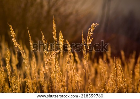 Meadow, grass at sunset, Poland Royalty-Free Stock Photo #218559760