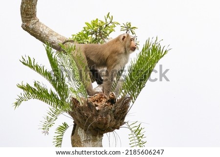 The northern pig-tailed macaque (Macaca leonina) is a species of macaque in the family Cercopithecidae. It is found in Bangladesh, Cambodia, China, India, Laos, Myanmar, Thailand, and Vietnam.