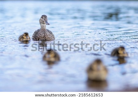 Female mallard duck closeup portrait in water with Mallard duck and her family clutch of newborn ducklings.