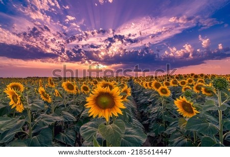 A field of sunflowers at dawn. Sunflower field at dawn. Sunrise over sunflower field. Sunflowers on sunflower field Royalty-Free Stock Photo #2185614447