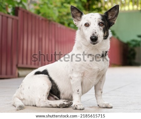 Portrait of a cute small black and white dog looking at the camera, black collar.