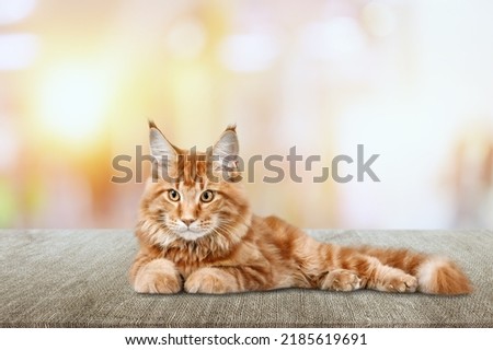 Senior cat lying sideways on colored background. Stretched out and relaxed enjoying live.
