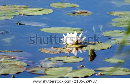 Green leaves of a lily on the water in a pond.