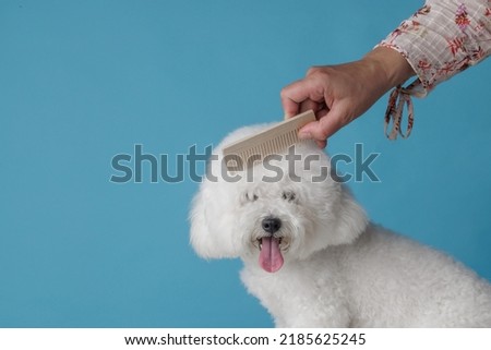 cute puppy being combed in the grooming salon, pet care concept Royalty-Free Stock Photo #2185625245