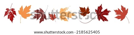 Autumn maple leaves, orange fall leaf, thanksgiving or halloween design elements in orange red and yellow autumn colors, seasonal set of clip art or vector design elements for border or background