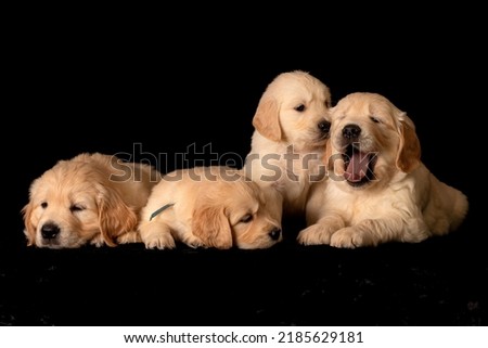 Many sleepy golden retriever puppies laying together, one is yawning.