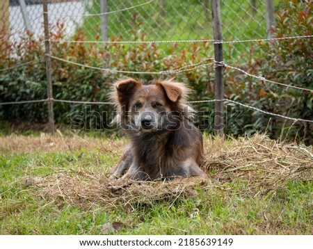 A Brown Mongrel Dog Sits on the Garden on a Cloudy Day