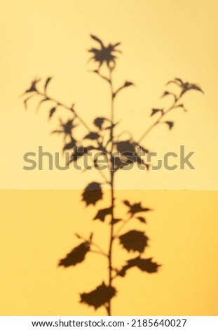 Shadow of aster flower at sunset on house bicolor wall