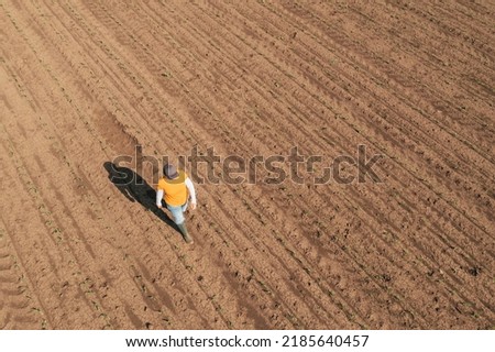 Aerial shot of female farmer walking through corn sprout field and examining crops. Farm worker wearing trucker's hat and jeans on plantation from drone pov. high angle view.