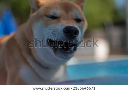 Japanese puppy breed Shiba Inu, lying in a hammock in the pool in summer