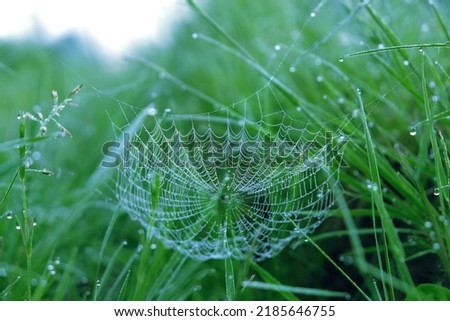 beautiful cobwebs in water drops on blurred abstract natural green background. atmosphere abstract landscape with spider net in grass. summer season	