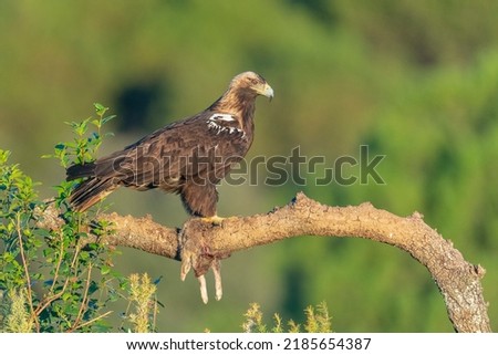 Imperial Eagle flying (Aquila heliaca), Cordoba, Spain Royalty-Free Stock Photo #2185654387