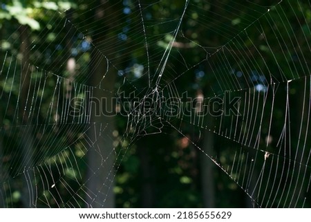 Cobweb close-up against the background of a green forest.