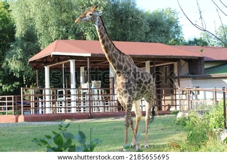 a big beautiful giraffe walks on the lawn in the park