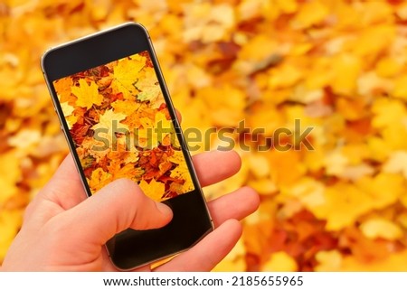 Close up hand phone taking photo phone nature autumn leaves background fall. Blur background autumn mobile camera taking picture smartphone nature fall leaves ground. Making photo mobile phone picture
