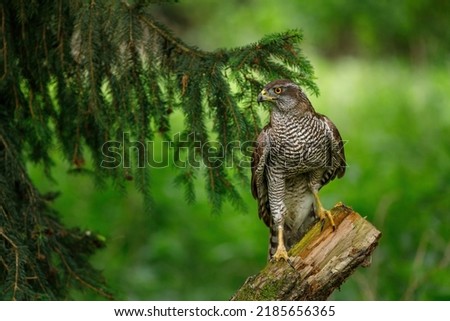 Hunting hawk in forest. Northern goshawk, Accipiter gentilis, perched on branch in spruce forest. Majestic raptor in wild spring nature. Beautiful noble bird with orange eyes. Hawk in natural habitat. Royalty-Free Stock Photo #2185656365