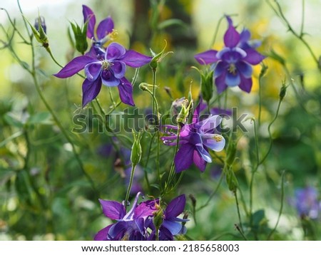 Elaborate and stunning purple flowers of a columbine (Aquilegia vulgaris) in a garden in Ottawa, Ontario, Canada. Royalty-Free Stock Photo #2185658003