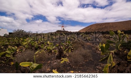 Rural landscape with a view of a cactus field, a volcano and a white mill, Lanzarote, Canary Islands, Spain