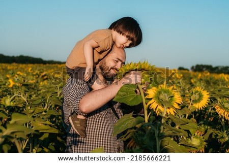 Happy Father's Day. A father with a young son in a field of sunflowers during the golden hour. Dad and son are active in nature. The family walks through the summer field.
