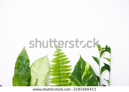 wallpaper : frame of garden plant leaves on a white background
