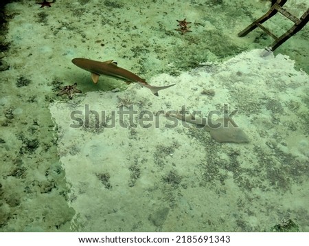 sharks and several other fish species in fish captivity
