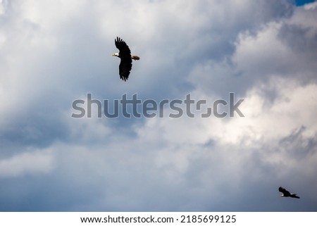 Pair of bald Eagles (Haliaeetus leucocephalus) flying in a cloudy sky with copy space, horizontal