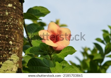 Allamanda blanchetii is a species of perennial flowering plant in the family Apocynaceae native to Brazil. Macro photography, blurring, selective focus
